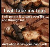 Cat Will Face All Fears