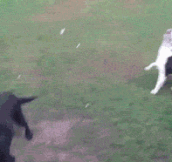 Just A Blind Dog Playing Fetch