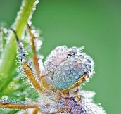 What Insects Look Like After The Rain