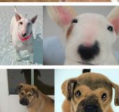 Dogs And Their Stuffed Animal Form