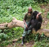 Man Comforts Gorilla Who Just Lost His Mom