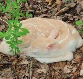 Rare White Fawn in the Forest