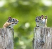 Two squirrels that look like debating politicians