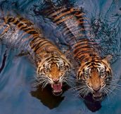 Two unwelcoming tigers