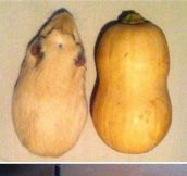 Guinea Pigs And Butternut Squashes Are Pretty Much The Same Thing