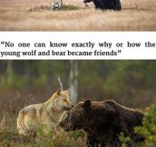 If a friggin wolf and bear and be friends can’t humans be friends with humans?