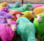 Freshly Dyed Sheep