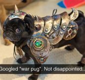 The War Pug