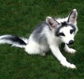 The Gorgeous, Fully Domesticated, Marble Fox