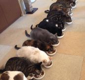 Kitty Cafe In Japan