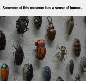 Beetle Exhibit