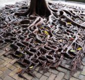 Tree Roots Spilling Over The Sidewalk