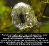 Ever Hears About The Underwater Spider?