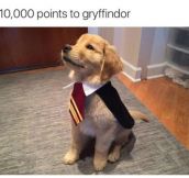 Puppy Potter