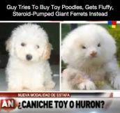 Be Careful When Buying A Dog