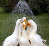 Ducks taking shower together
