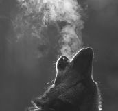 Wolf howling in the cold