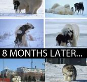 The Origin Of The Polar Husky