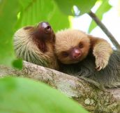Sloth Snuggles