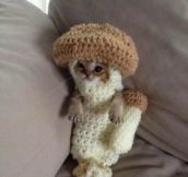 Cat In A Crocheted Mushroom Costume