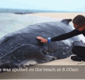 Saving A Baby Whale