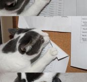 Undeniable Proof That Cats Are Jerks