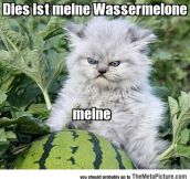 Don’t Touch German Kitty’s Watermelon