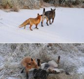 Fox And Dog Are Best Friends