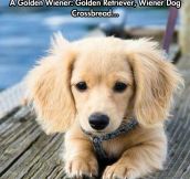 The Rare Golden Wiener