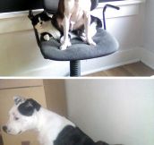 Dogs Who Found A Comfy Place To Sit