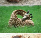 So This Is How Giraffes Sleep