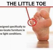 Even The Little Toe Has A Purpose