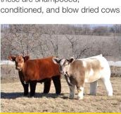 Incredibly Fluffy Cows