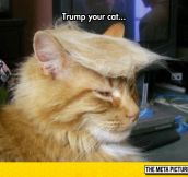 I Would Vote For This Cat Before Donald