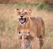 A Lioness Decides To Adopt A Baby Gazelle