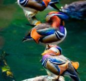 Majestic Mandarin Ducks