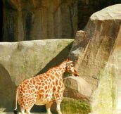 Ever Seen A Midget Giraffe?