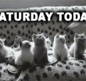 TGIC: Finally After All The Waiting It’s Caturday Today (15 Cat Gifs)