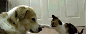 Dog & Cat GIFs Insanity: 10 Hilarious Cat’n’Dog GIFs to make you LOL