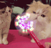 Catlicious Caturday: Your necessary dose of Cat GIFs is here