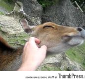 Such a friendly deer. Even Snow White would be jealous
