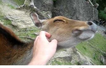Such a friendly deer. Even Snow White would be jealous