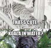 Koala in snow vs Koala in water