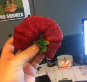 Biggest Strawbery EVER