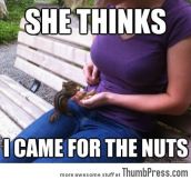 Cute chipmunk has an ulterior motive