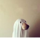 Halloween costume for your Doggy!