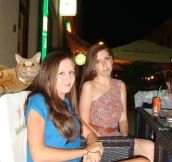 Best photobombing by a cat!