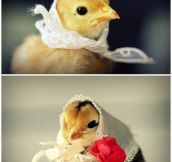 Chicks in hats…