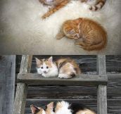 Like Parents, Like Kittens…