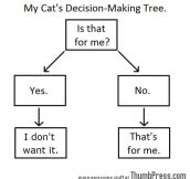 How My Cat Makes Decisions